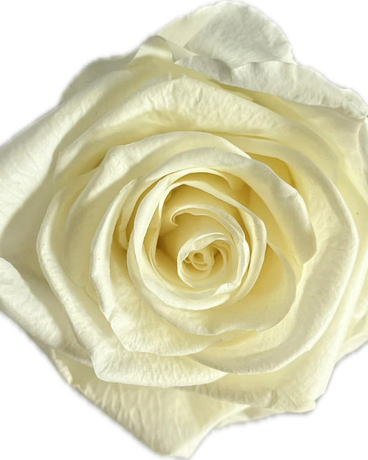 Varrellinen kestoruusu - Ivory