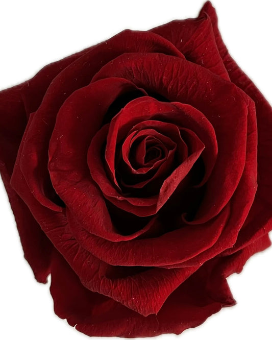 Varrellinen kestoruusu - Red velvet