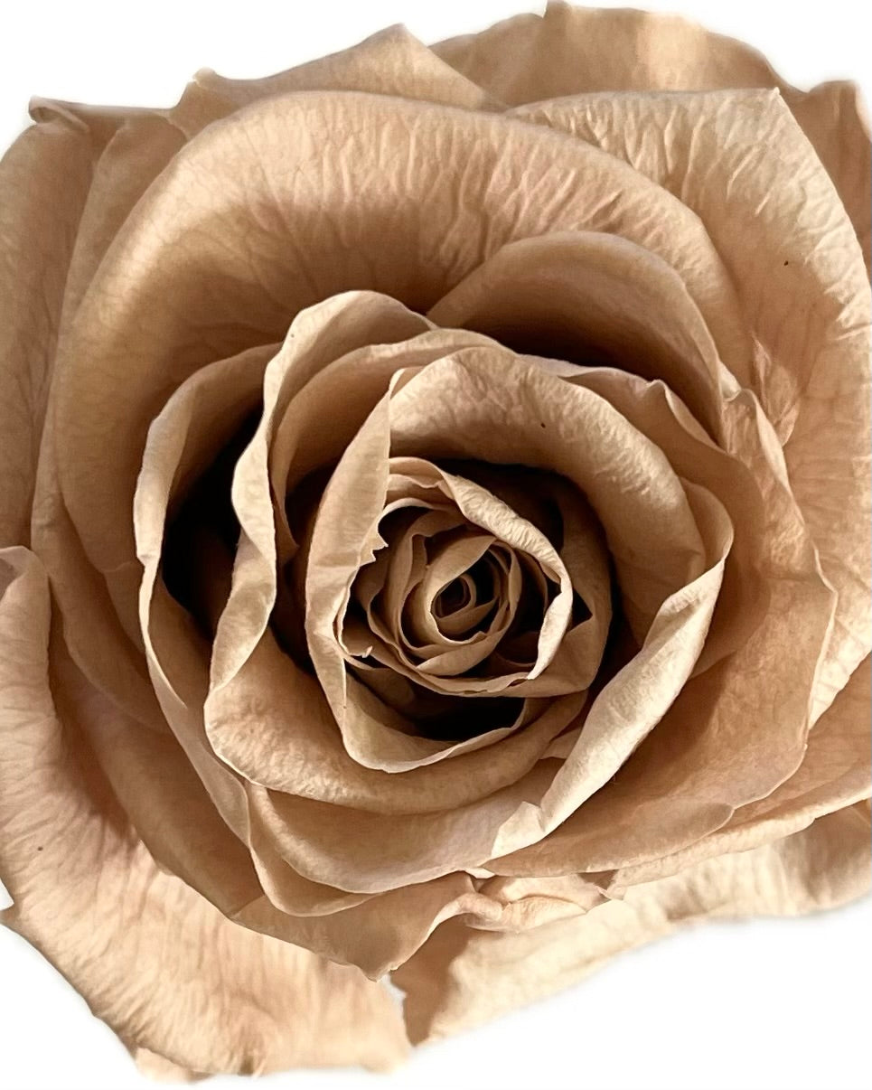 Varrellinen kestoruusu - Soft nude