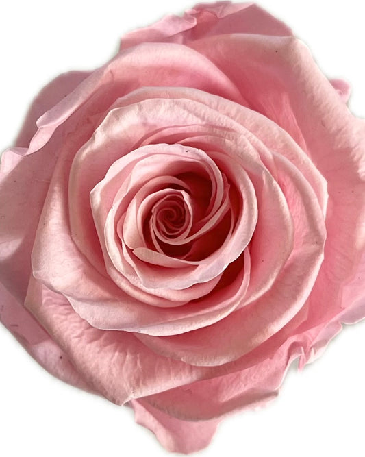 Varrellinen kestoruusu - Baby pink