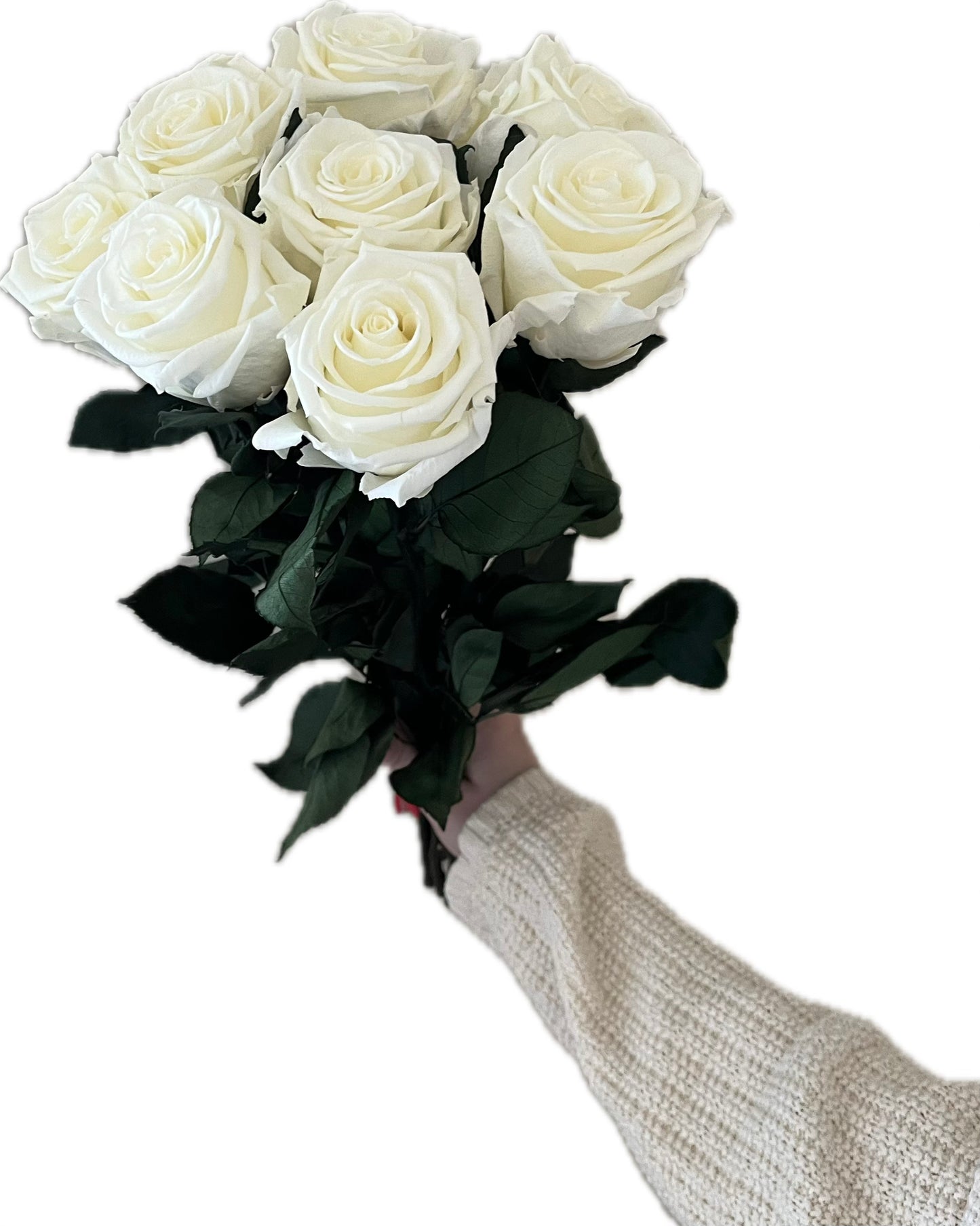 Varrellinen kestoruusu - Ivory